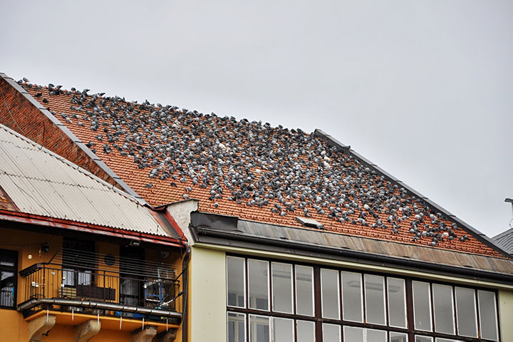 A2B Pest Control are able to install spikes to deter birds from roofs in Banstead. 