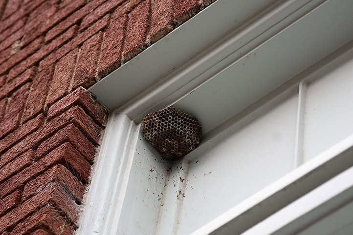 We provide a wasp nest removal service for domestic and commercial properties in Banstead.